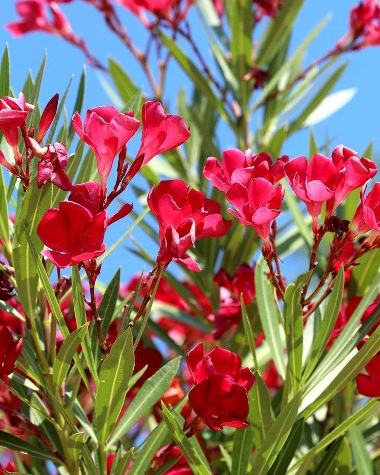 Oleander Red Plants | Live Plants | Nerium Oleander | Vibrant Red Blooms | Ideal for Outdoor Landscaping | Hardy & Low|Maintenance | Attracts Pollinators | Perfect for Hedges & Borders