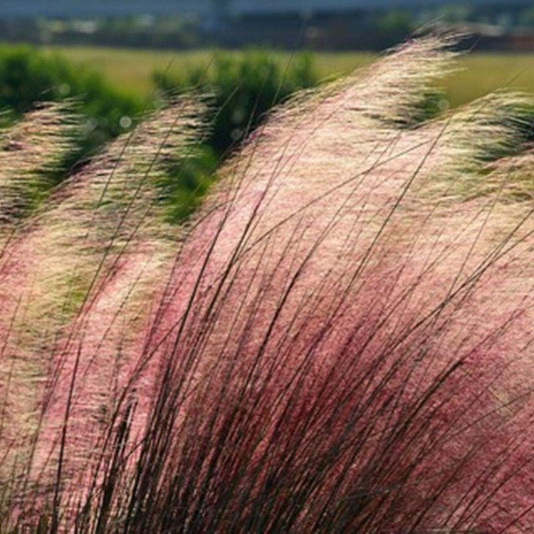 Muhly Grass | Live 4 Inch Pots | Muhlenbergia Capillaris | Ideal for Natural Landscaping | Easy|Care & Drought Tolerant Plants | Beautiful Pink Plumes