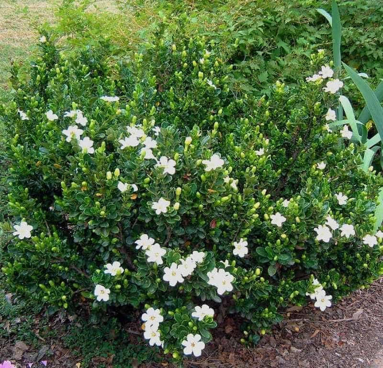 Gardenia Veitchii | Extra Large 3 Gallon Plant | Gardenia jasminoides 'Veitchii' | Fragrant Blooms | Lush Foliage