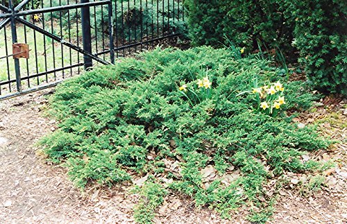 Green Sargent Juniper | Extra Large 3 Gallon Plant | Fast|Growing Evergreen for Landscaping, Privacy Screen, and Garden Borders | Hardy & Low|Maintenance
