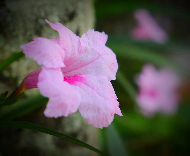Mexican Petunia Pink | Live Plants | Ruellia Brittoniana | Pink Flowering Landscape Pollinator | Heat Tolerant Groundcover | Outdoor Perennial for Gardens Borders Walkways Containers