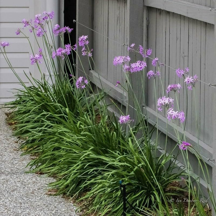 Society Garlic | Large Gallon Size Plants I Tulbaghia Violacea I Live Fragrant Purple Blooms & Edible Leaves, Easy|Care, Drought|Resistant Outdoor Herb