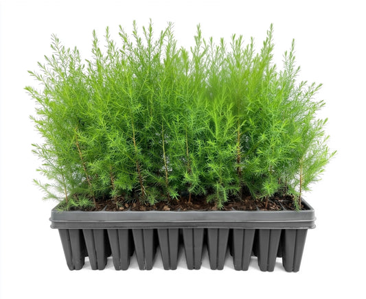 Southern Red Cedar Tree | Live Plants | Juniperus virginiana Silicicola | Fast Growing Evergreen Hardy Trees