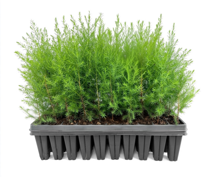 Southern Red Cedar Tree | Live Plants | Juniperus virginiana Silicicola | Fast Growing Evergreen Hardy Trees