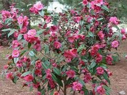 Camellia Sasanqua Kaniiro I Extra Large 3 Gallon Plants | Pink Flowering Vibrant Blooming Shrub, Live Plant for Garden, Landscape & Home Decor, Hardy Evergreen Ornamental Flowering Bush