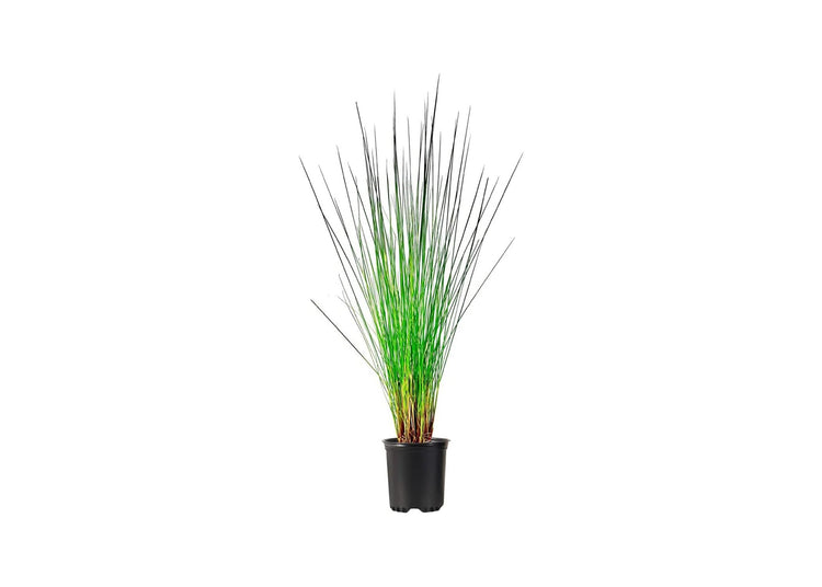 Muhly Grass | Live 4 Inch Pots | Muhlenbergia Capillaris | Ideal for Natural Landscaping | Easy|Care & Drought Tolerant Plants | Beautiful Pink Plumes