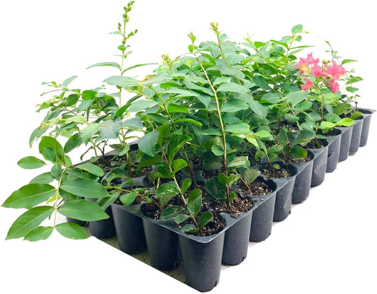 Crape Myrtle Tuscarora | Live Plants | Lagerstroemia Indica | Vibrant Red Flowers | Fast|Growing Ornamental Shrub | Drought|Tolerant | Garden Beauty