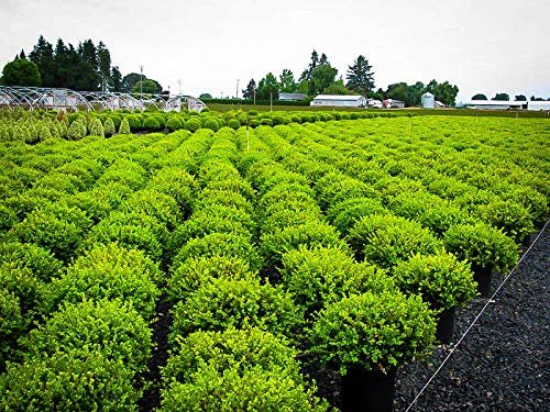Wintergreen Boxwood | Large 3 Gallon Plants | Dense Evergreen Foliage, Cold|Hardy & Ideal for Year|Round Landscaping, Elegant Border & Hedge Plant, Live Shrub