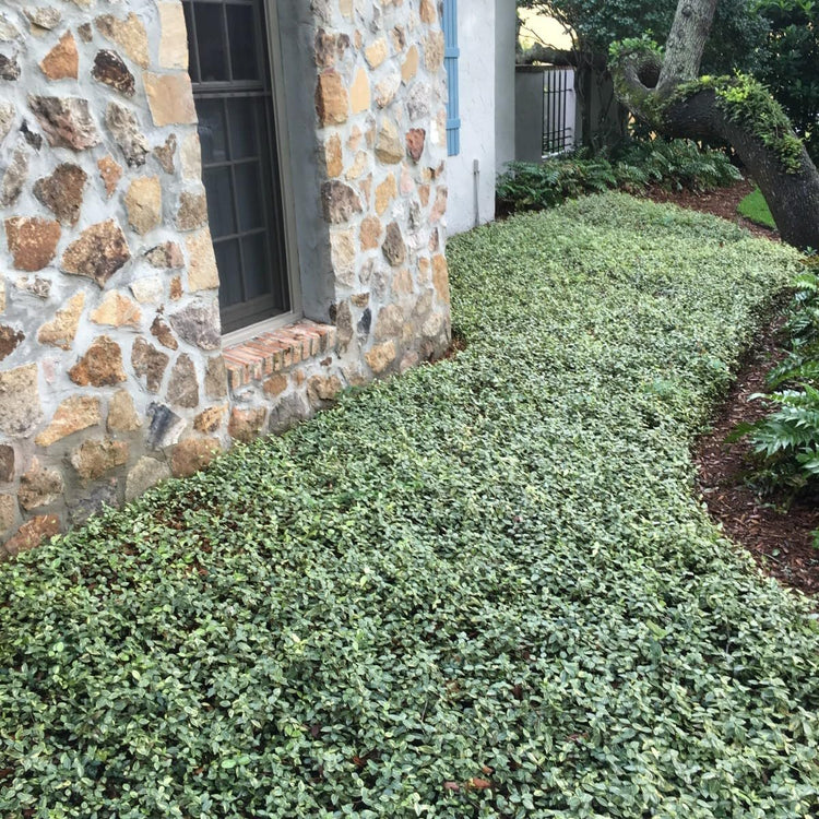 Jasmine Asiatic Variegated Plants | Live 4 Inch Pots | Trachelospermum Asiaticum 'Variegata' | Fragrant Ground Cover | Evergreen Vine