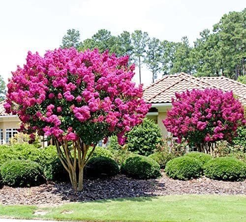 Crape Myrtle Pink Velour | Live Plants | Lush Magenta|Pink Blooms, Live Plant, Elegant Ornamental Shrub for Distinctive Garden Accents