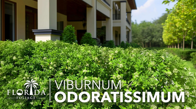 Viburnum Odoratissimum | Live Plants | Viburnum odoratissimum | Fast Growing Privacy Hedge | Evergreen Screening Shrub