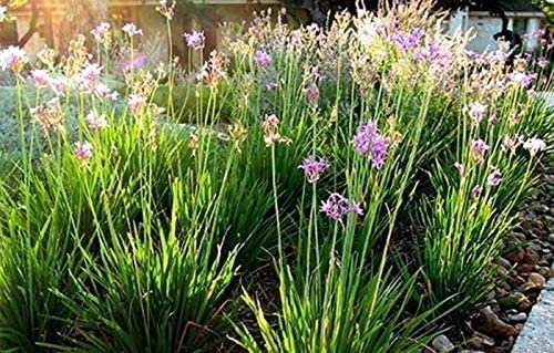 Society Garlic | Live Quart Size Pots | Tulbaghia Violacea | Butterfly Attracting Flowering Groundcover Plants