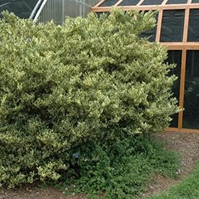 Ligustrum Jack Frost | Extra Large 3 Gallon Plants | Variegated Foliage | Ideal for Hedges and Borders | Decorative Outdoor Shrub