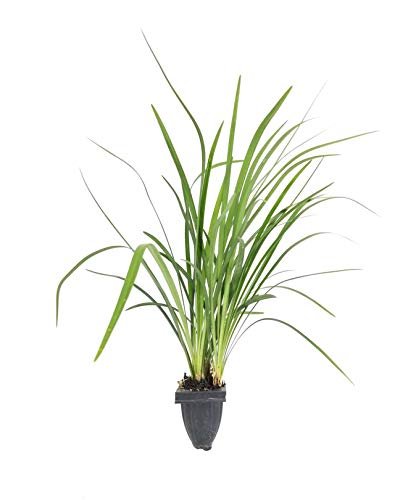 Emerald Goddess Liriope Muscari | Live Plants | Drought Tolerant Low Maintenance Evergreen Ground Cover Grass