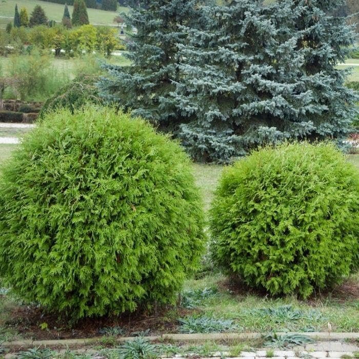 Little Giant Arborvitae | Live Gallon Size Plant | Dwarf Evergreen Shrub, Perfect for Landscaping & Privacy, Low Maintenance, Hardy & Drought Tolerant