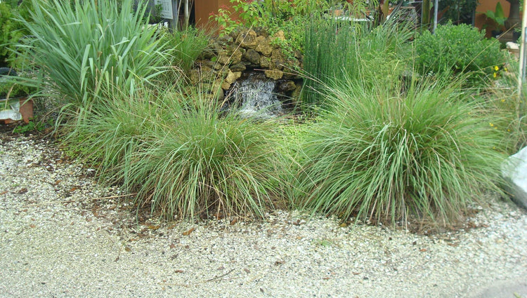 Dwarf Fakahatchee Grass I Large Gallon Size Plants I Tripsacum Floridanum I Live Premium Quality, Low|Maintenance Ornamental Grass for Landscaping, Gardens, and Containers | Fast|Growing