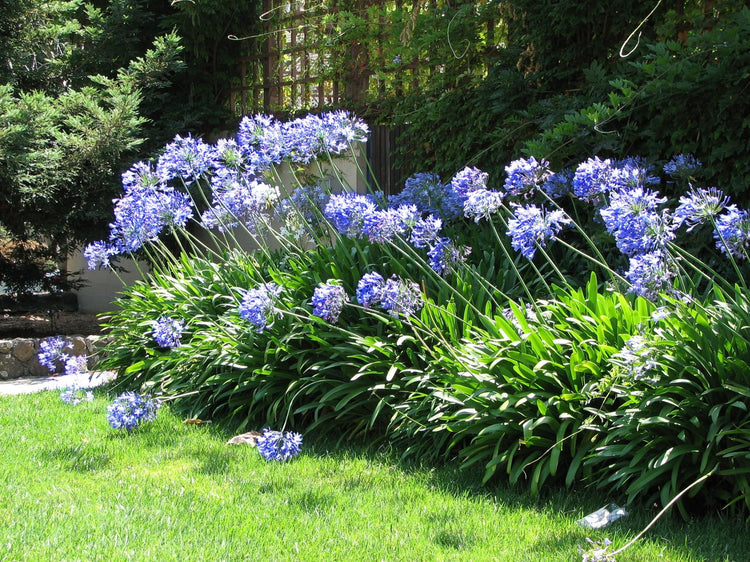 Agapanthus Africans Blue | Extra Large 3 Gallon Plant | Vibrant & Hardy Perennial, Lush, Ornamental Plant with Brilliant Blue Blooms, Ideal for Borders, Containers & Landscape Accents