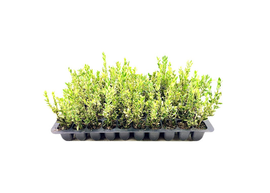 Sunbright Boxwood | Live Plants | Luminous Golden|Yellow Foliage, Perfect for Borders & Landscaping, Year|Round Color & Drought Tolerant, Live Shrub Plant