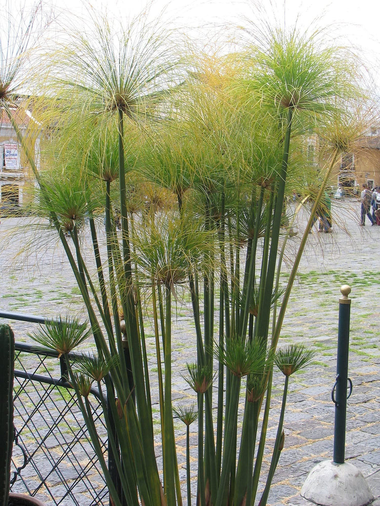 Giant Egyptian Papyrus | 10 Live Plants | Cyperus Large Shade & Wet Tolerant Aquatic Foliage