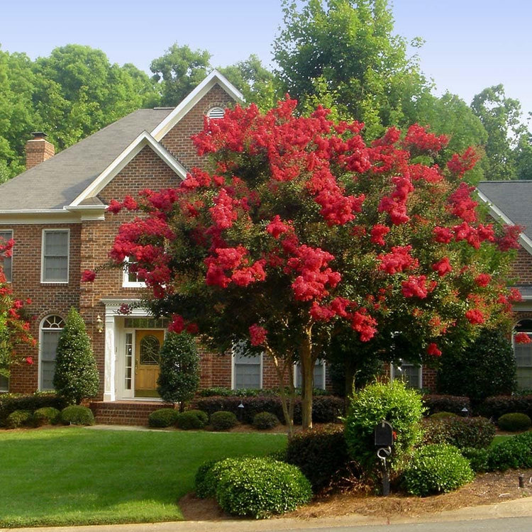 Crape Myrtle Dynamite Red | Live Plants | Vivid Red Blooms & Hardy Growth, Live Plant, Ornamental Shrub for Striking Garden Display