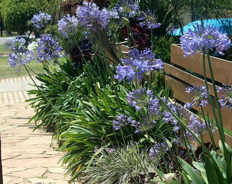Agapanthus Africanus 'Lily of The Nile' | Live Plants | 2" Pot Size | Blooming Groundcover