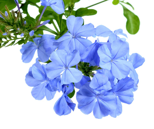 Plumbago Imperial Blue | Extra Large 3 Gallon Plants | Plumbago auriculata | Flowering Shrub | Drought Tolerant