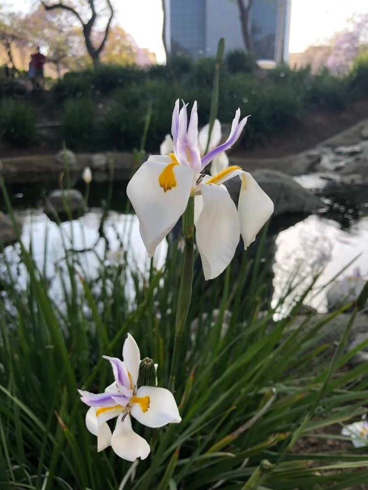 African Iris White | Live Plants | Dietes Iridioides | Drought Tolerant Groundcover Grass
