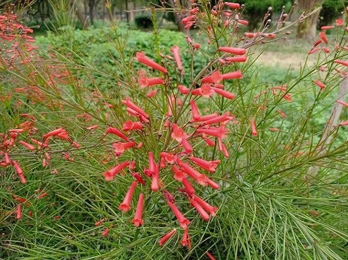 Firecracker Plant I Large Gallon Size Plants I Russelia Equisetiformis I Vibrant Red Tubular Flowers, Hummingbird Attracting, Heat|Tolerant, Perfect for Borders and Containers
