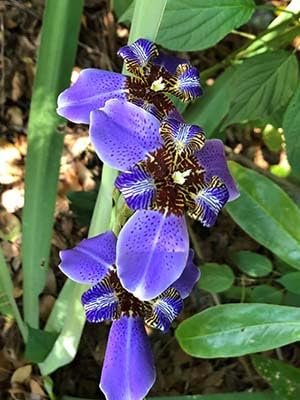 Walking Iris Apostle Plant | Extra Large 3 Gallon Plant | Neomarica gracilis | Tropical Foliage | Easy Care Perennial