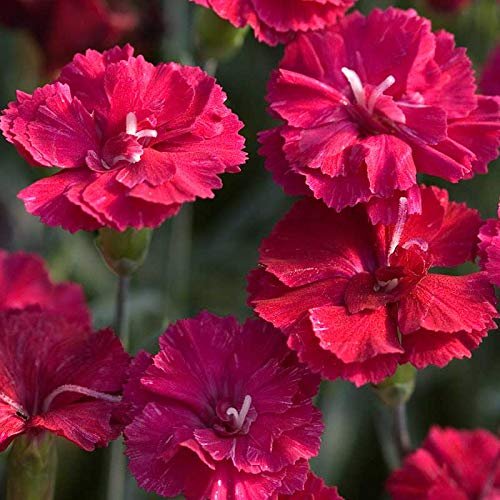 Frosty Fire Dianthus | Live Plants | Dianthus Allwoodii | Fragrant Cold Hardy Groundcover