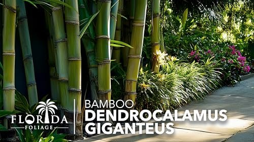 Dendrocalamus Giganteus Bamboo | Large Gallon Size Plants | Fast|Growing Privacy Screen | Giant Live Outdoor Greenery | Sustainable Garden Solution