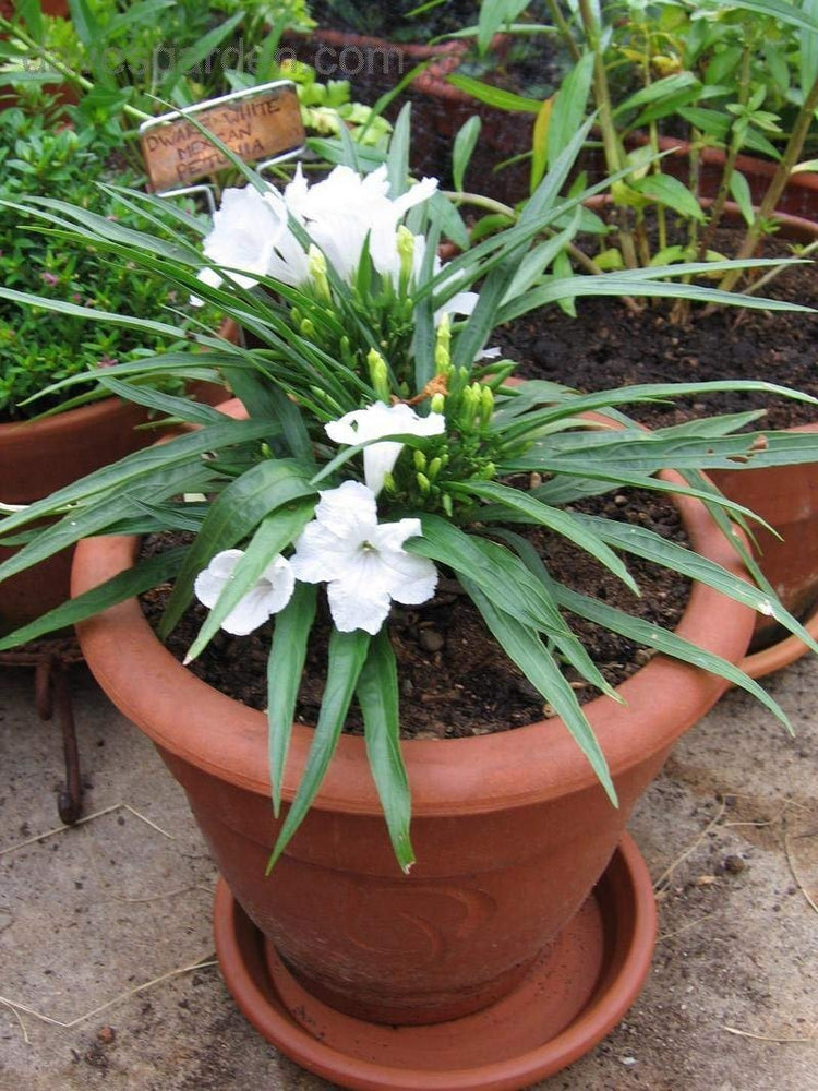 Katie's Dwarf Mexican Petunia White | Live Plants | Ruellia brittoniana | Compact Flowering Perennial | Low Growing Pollinator Favorite for Walkways Borders Containers Landscaping