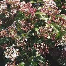 Viburnum Spring Bouquet | Extra Large 3 Gallon Plant | Viburnum Tinus 'Spring Bouquet' | Evergreen Privacy Hedge | Year|Round Interest