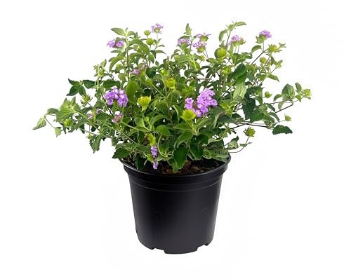 Lantana Purple | Large Gallon Size Plant | Lantana montevidensis | Purple Flowers | Outdoor Landscapes | Heat Tolerant Groundcover | Containers Slopes Borders Pathways Garden Beds