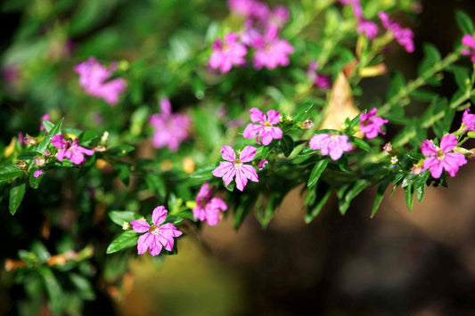 Mexican Heather Purple | Live Seedlings | Cuphea Hyssopifolia | Flowering Ground Cover | Heat|Tolerant Garden Plants