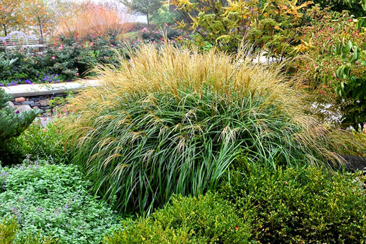 Adagio Maiden Grass | Live Quart Sized Plants | Miscanthus Sinensis | Fast Growing Cold Hardy Ornamental Plants