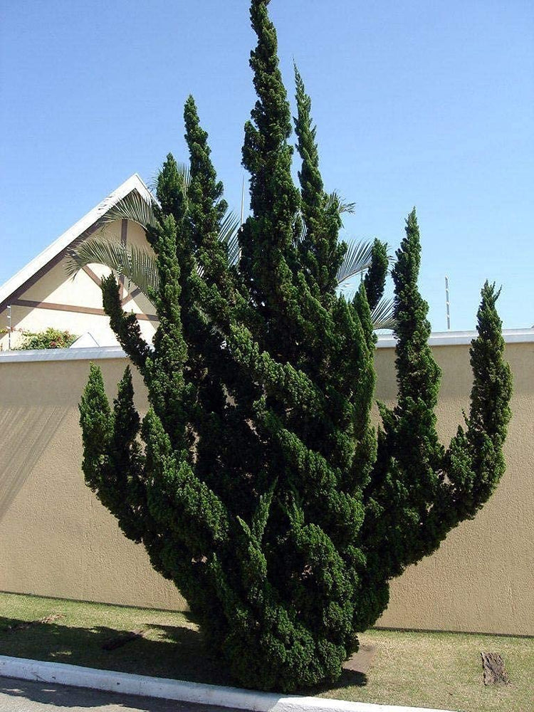 Hollywood Juniper | Juniperus Chinensis Torulosa | Live Gallon Size Tree | Drought Tolerant Cold Hardy Evergreen Plant