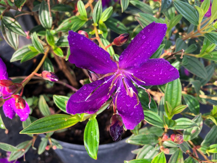 Tibouchina Dwarf Princess Flower I Live Plants I Lepidotal Compact Size, Eye|Catching Purple Blooms, Heat|Tolerant, Ideal for Small Gardens and Containers