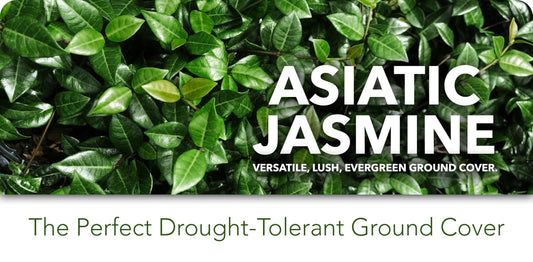 Asiatic Jasmine Minima I Large Gallon Size Plants I Trachelospermum Asiaticum I Live Dense, Evergreen Foliage | Perfect for Lawn Substitutes and Erosion Control