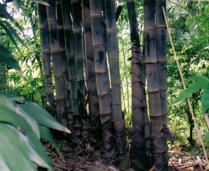 Dendrocalamus Asper Bamboo | Live Plant | Fast|Growing Giant Bamboo | Ideal for Indoor/Outdoor Green Spaces, Landscaping & Eco|Friendly Decor | Also Known As Dragon or Rough Bamboo