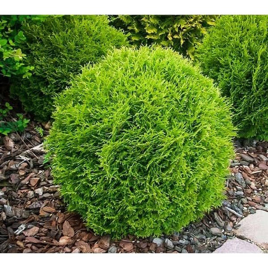 Arborvitae Little Giant | Extra Large 3 Gallon Plant | Compact & Dense Evergreen, Ideal for Small Spaces, Borders & Landscape Accents, Hardy, Low|Maintenance