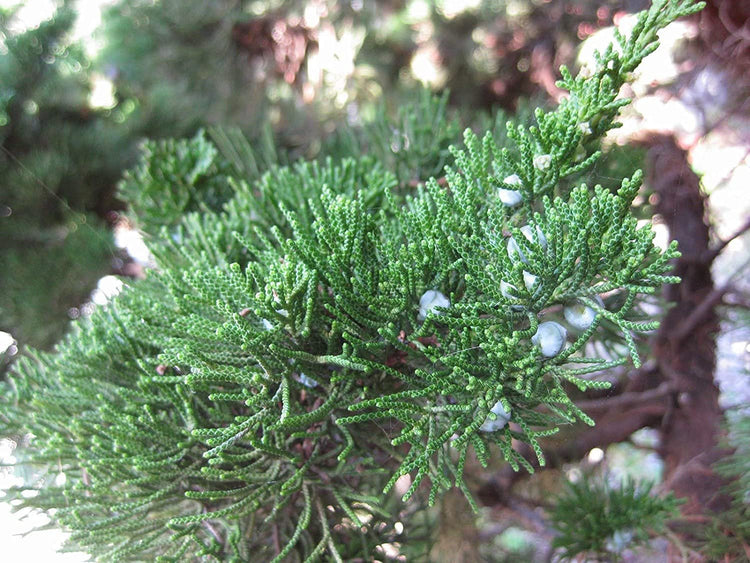 Hollywood Juniper | Juniperus Chinensis Torulosa | Live Gallon Size Tree | Drought Tolerant Cold Hardy Evergreen Plant