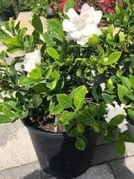 Gardenia Veitchii | Extra Large 3 Gallon Plant | Gardenia jasminoides 'Veitchii' | Fragrant Blooms | Lush Foliage
