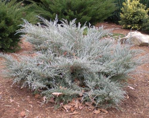 Juniper Angelica Blue | Live Plants | Juniperus Chinensis | Drought Tolerant Cold Hardy Evergreen