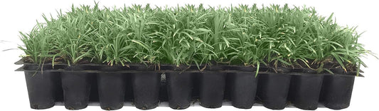 Dwarf Mondo Grass | 40 Live Plants | Japonicus Nanus | Shade Loving Evergreen Lilyturf Groundcover