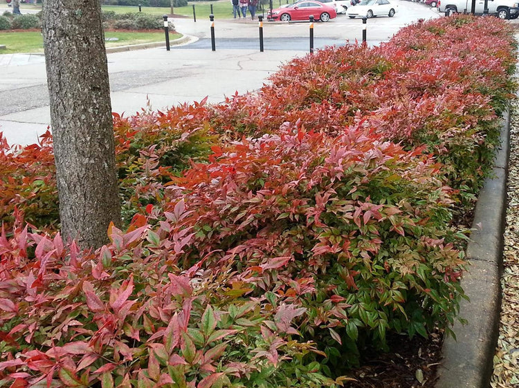 Firepower Heavenly Bamboo | 50 Live Plants | Nandina Domestica