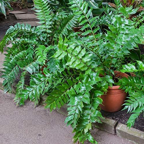 Japanese Holly Fern | Live Plants | Cyrtomium Falcatum Rochfordianum