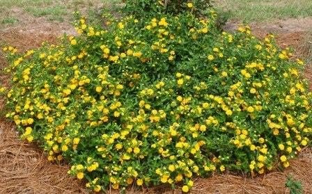 Lantana New Gold | Large Gallon Size Plants | Lantana Camara 'New Gold' | Yellow Ground Cover for Sun | Spreading Landscape Plants for Borders Slopes Containers Beds and Walkways