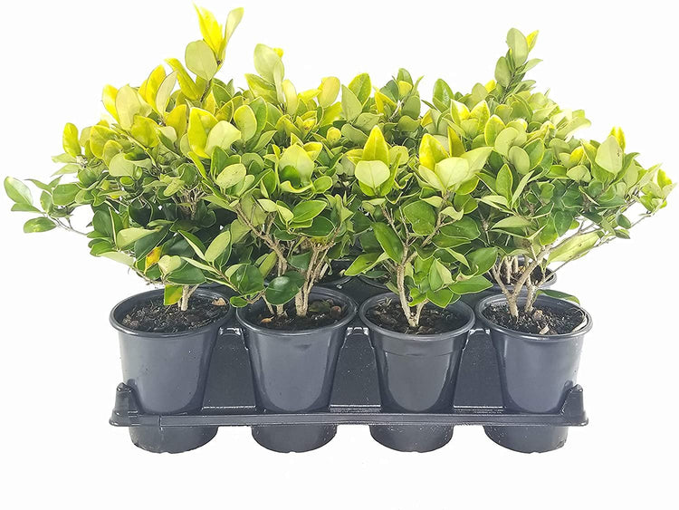 Ligustrum Japonicum Howardi | Live Quart Size Plant | Privet Howardii | Variegated Evergreen Privacy Hedge