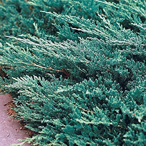 Juniper Bar Harbor | Live Gallon Size Plants | Juniperus Horizontalis | Drought Tolerant Cold Hardy Evergreen Groundcover